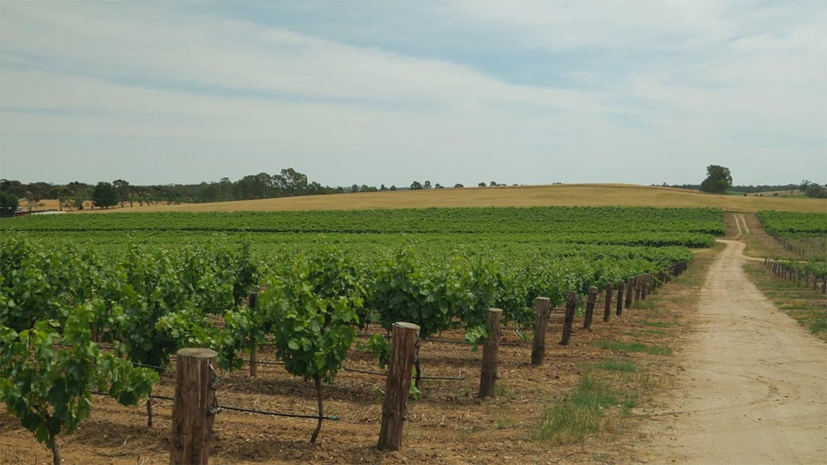 Barossa Valley In 2 Days Post feature image