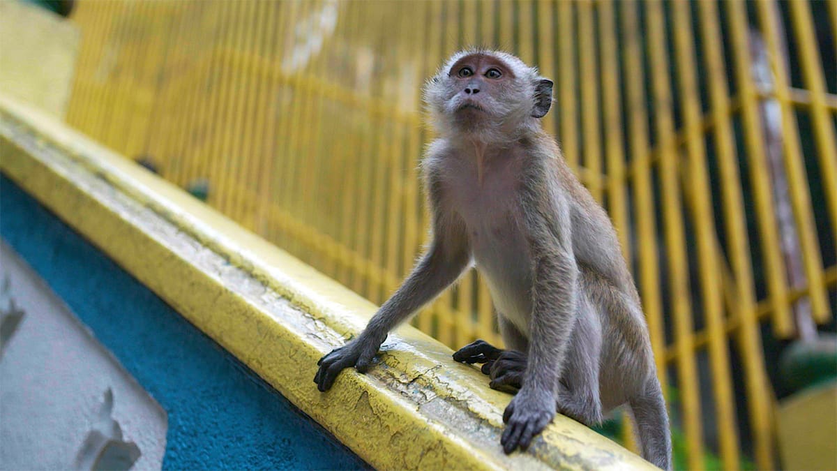 The Batu Caves Post feature image