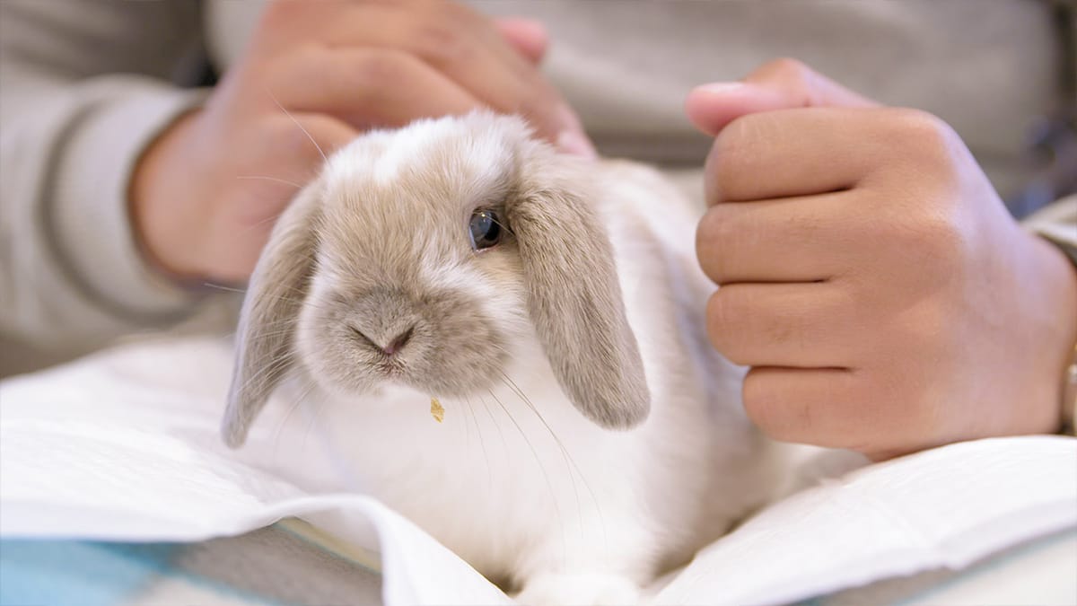 Cutest Bunny Cafe In Tokyo Post feature image