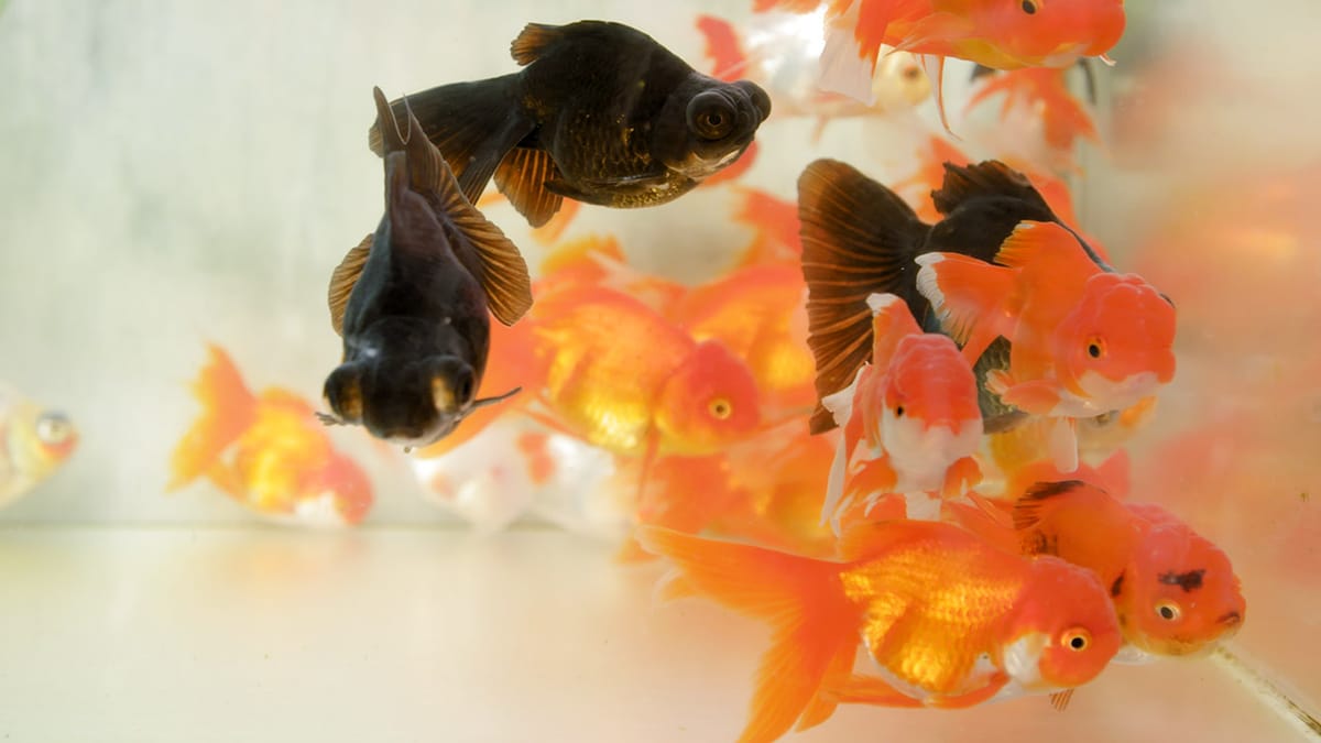 Goldfish Cafe In Tokyo Post feature image