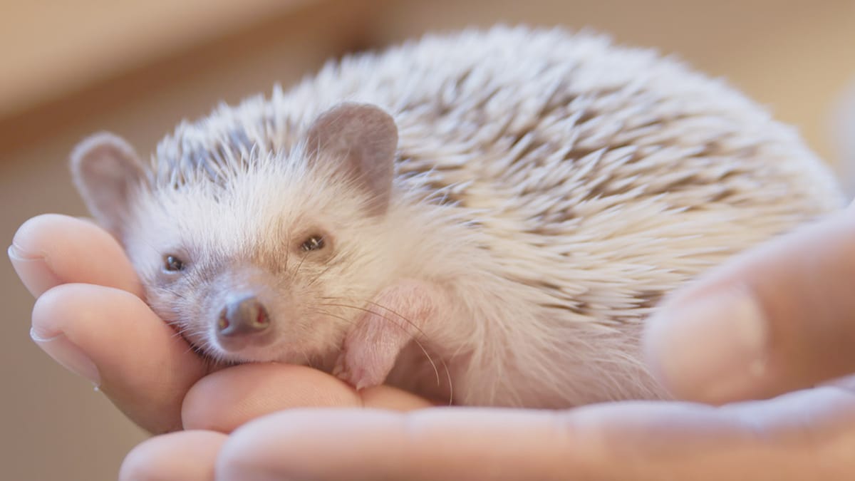 Cutest Hedgehog Cafe In Tokyo Post feature image