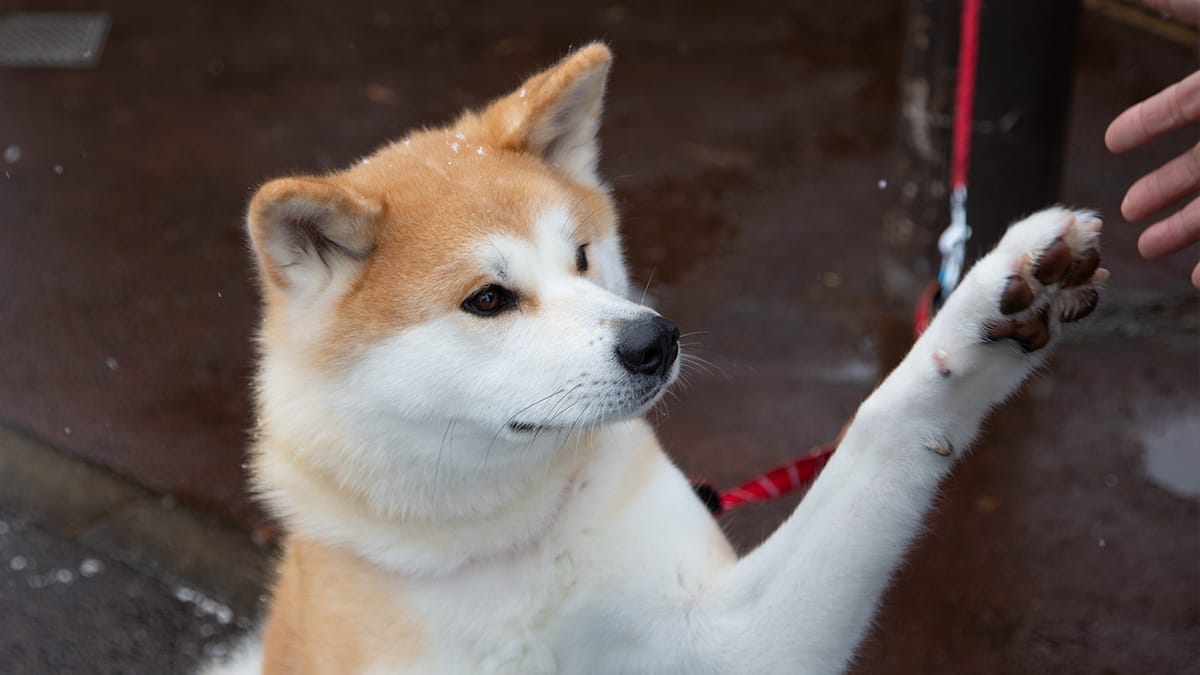 Japan's Best Animal Experiences Post feature image