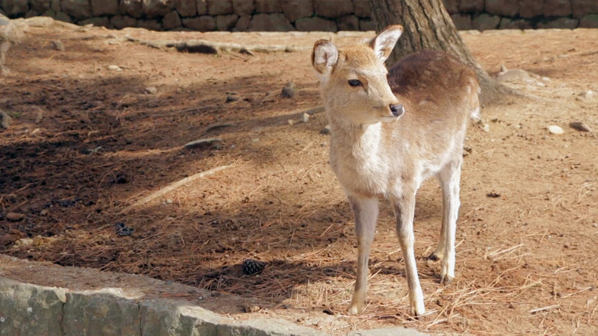 Nara Deer Park In Japan Post feature image