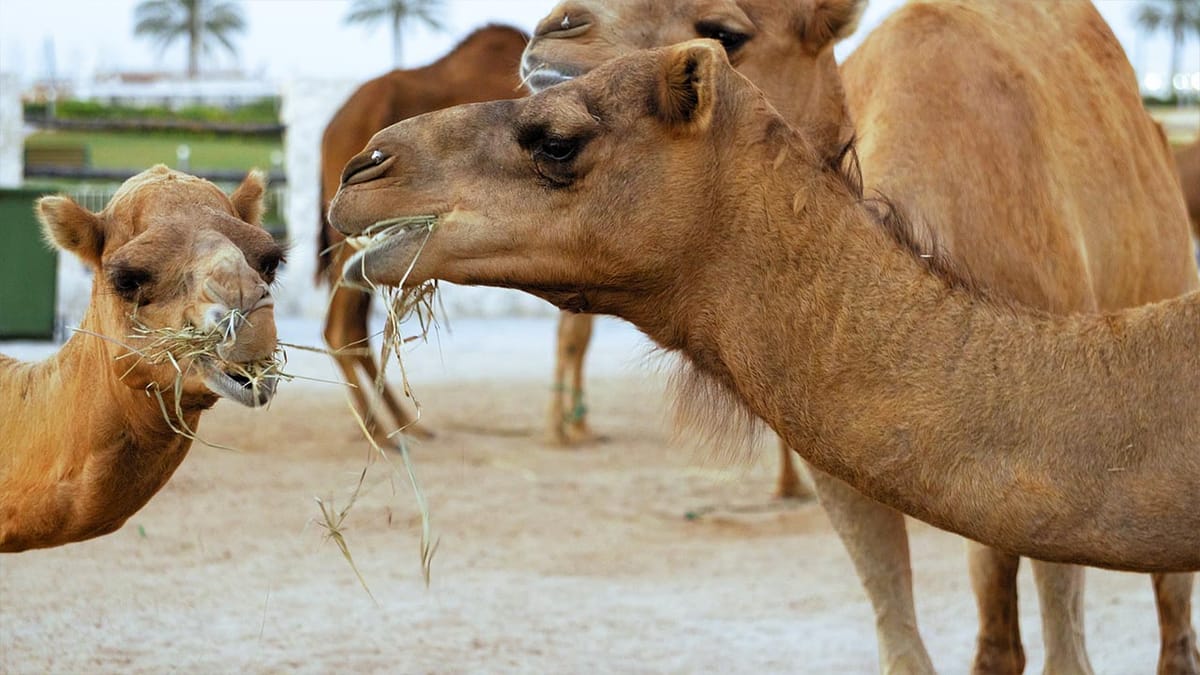 Souq Waqif In Qatar Post feature image