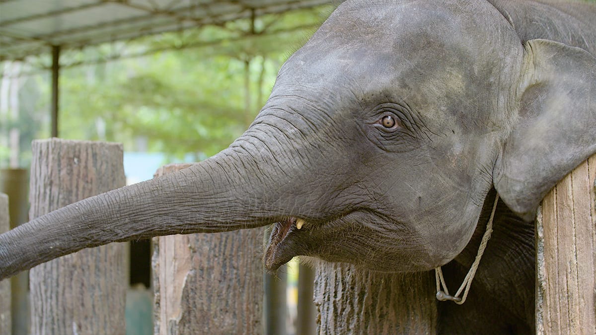 Swimming With Elephants In Malaysia Post feature image