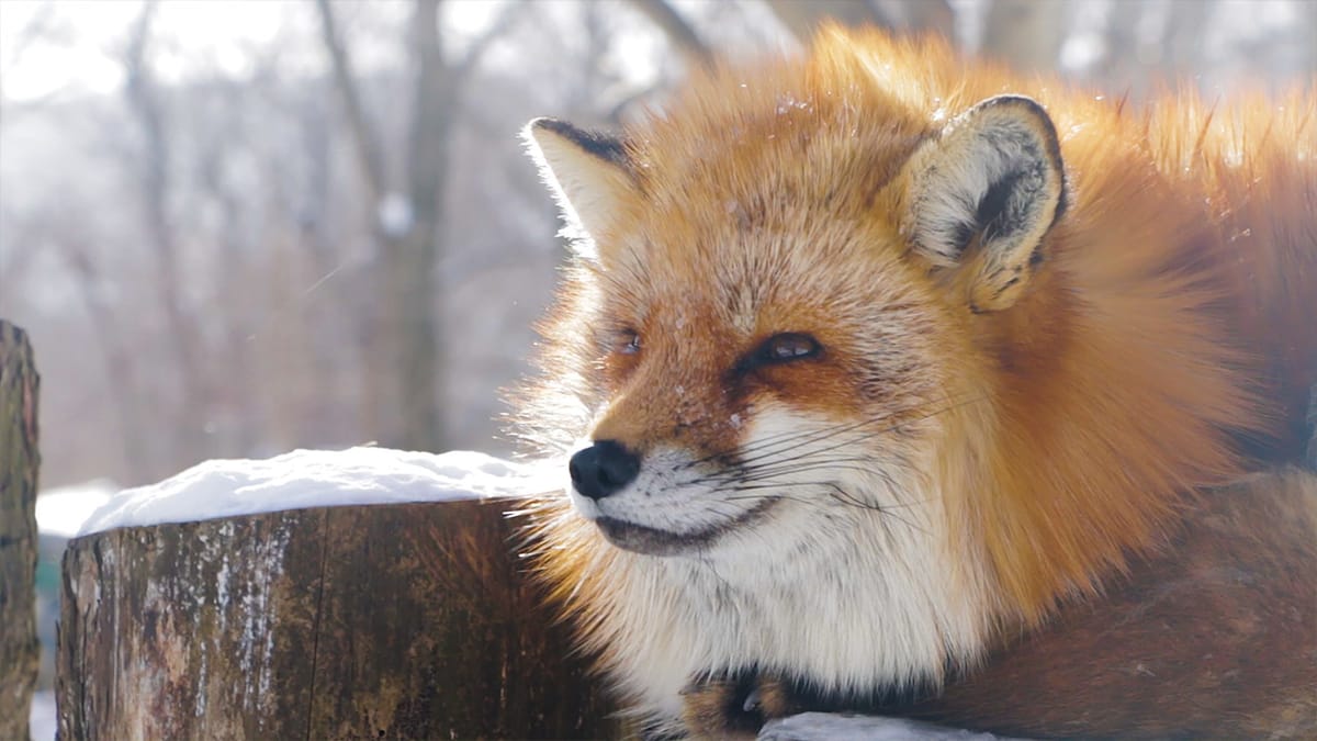 Adorable Fox Village In Japan Post feature image