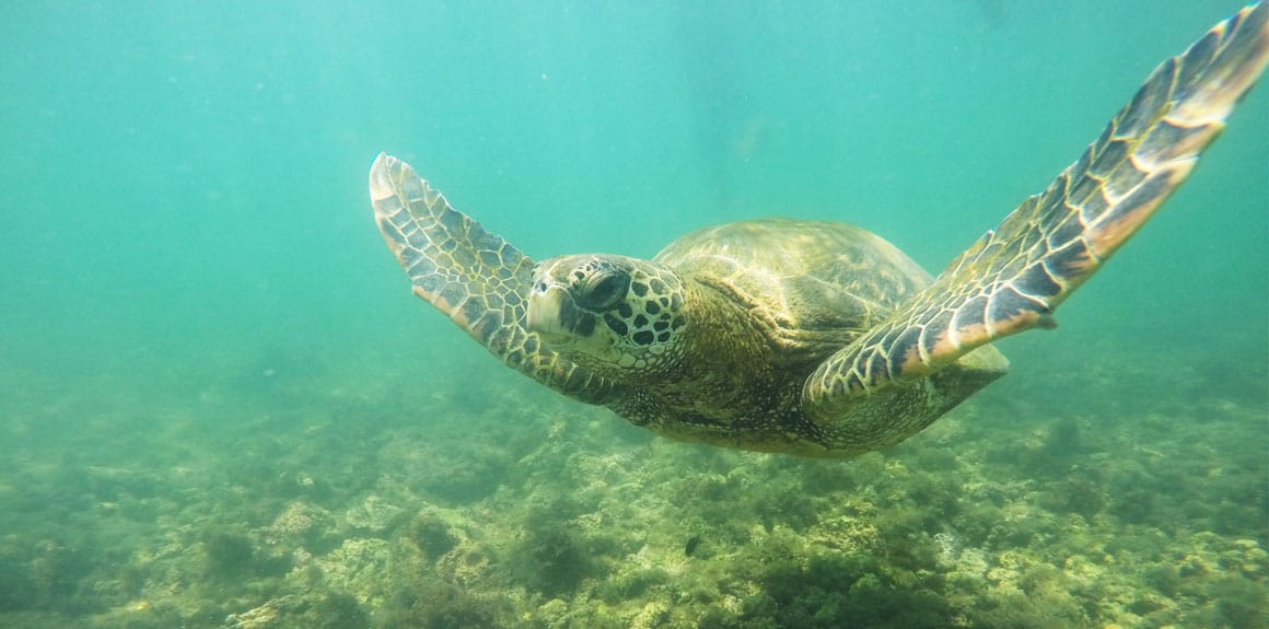 The Majestic Galapagos Islands Post feature image