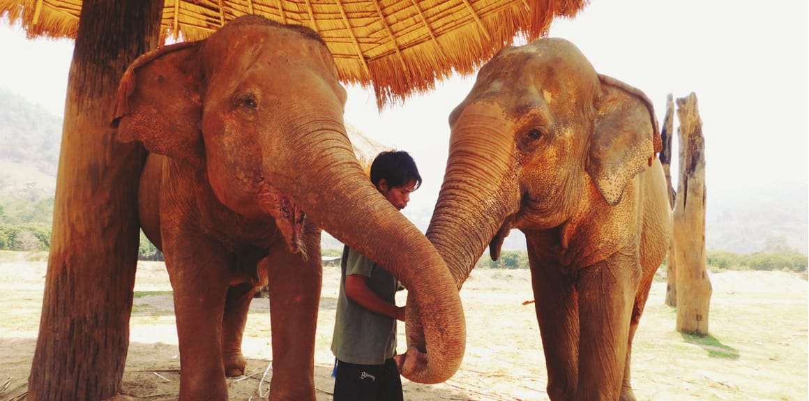 Elephants And Temples In Chiang Mai Post feature image